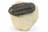Detailed Reedops Trilobite - Atchana, Morocco #272832-3
